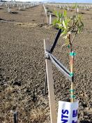 1 x 2 x 4 Almond Tree Stakes, untreated, from Phoenix Enterprises